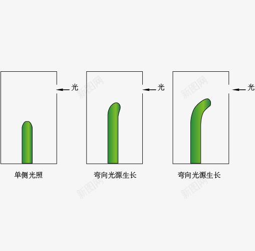 植物向光性单侧光png免抠素材_88icon https://88icon.com 教学 植物向光性单侧光 生物 绿色