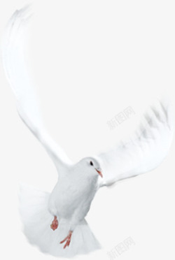 飞舞的白鸽白色梦幻飞舞白鸽春天高清图片