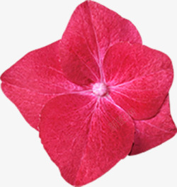 大红花装饰素材