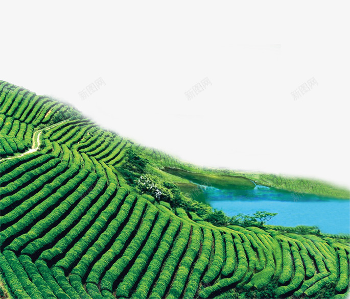 绿色茶山png免抠素材_88icon https://88icon.com png 山 素材 美景 茶叶 茶山