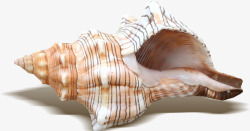 海螺实物元素素材