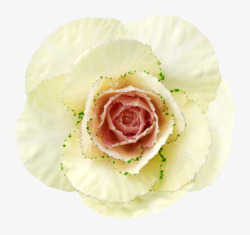白色鲜艳的带苔藓的玫瑰一朵大花素材