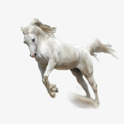 飞奔的马飞奔的白马高清图片