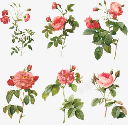 手绘粉红色玫瑰花朵装饰素材
