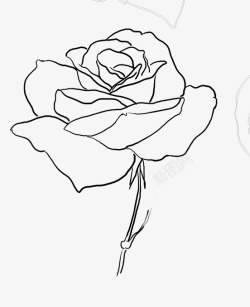 黑色线描丝带线描玫瑰花高清图片