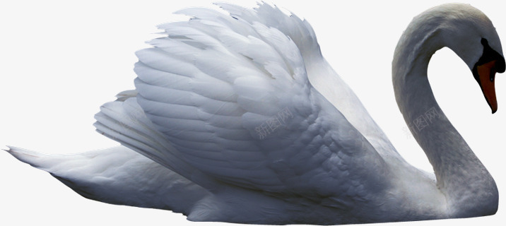 白色天鹅海报装饰png免抠素材_88icon https://88icon.com 天鹅 海报 白色 装饰