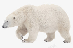 白色动物皮毛背景图片白色皮毛动物白熊高清图片