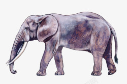 水彩生物大象矢量图素材