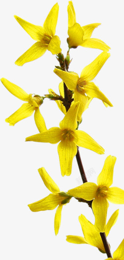春天黄色花朵美景春季素材