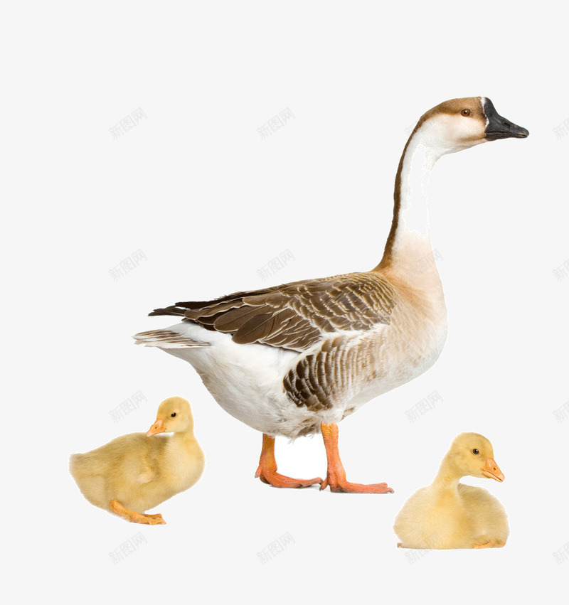 鸭子家畜png免抠素材_88icon https://88icon.com 动物 家畜 小鸭子 生物 鸭子