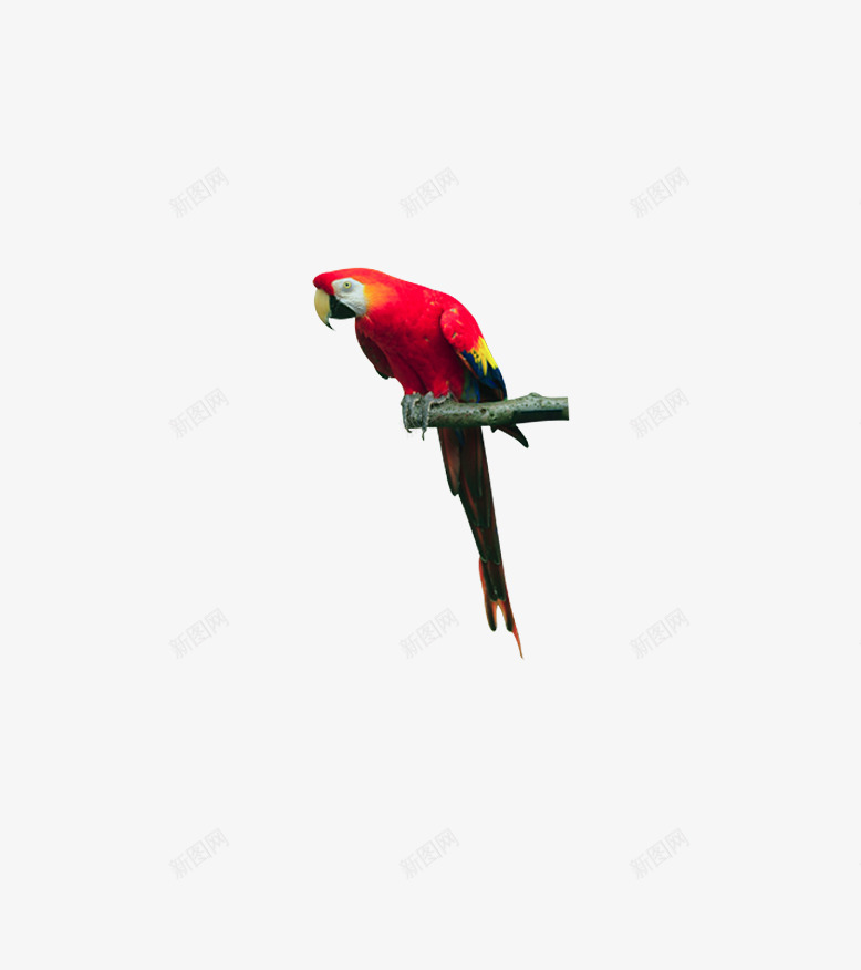 站着树枝上的红色鹦鹉png免抠素材_88icon https://88icon.com 动物 插画素材 生物 红鹦鹉 飞行物 鸟