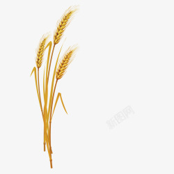 麦穗秸秆三棵麦子高清图片