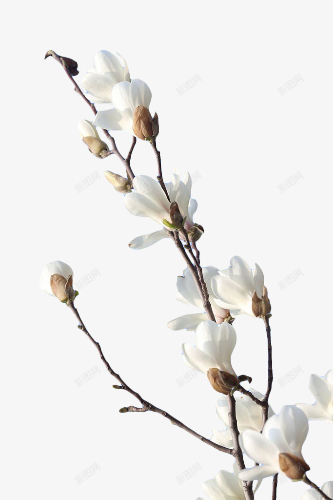 白色玉兰花png免抠素材_88icon https://88icon.com 植物 白色 花卉 花枝 装饰