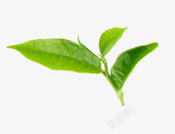 茶叶装饰绿色茶叶高清图片