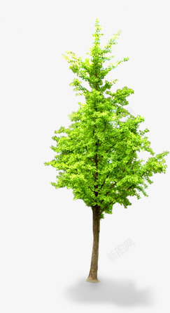 春季清新绿色大树素材