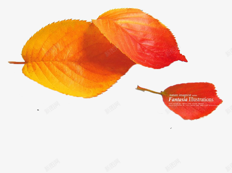 黄叶红叶png免抠素材_88icon https://88icon.com 一堆叶子 创意叶子 创意装饰 叶子 叶子装饰 秋天的叶子 红叶 落叶 黄叶