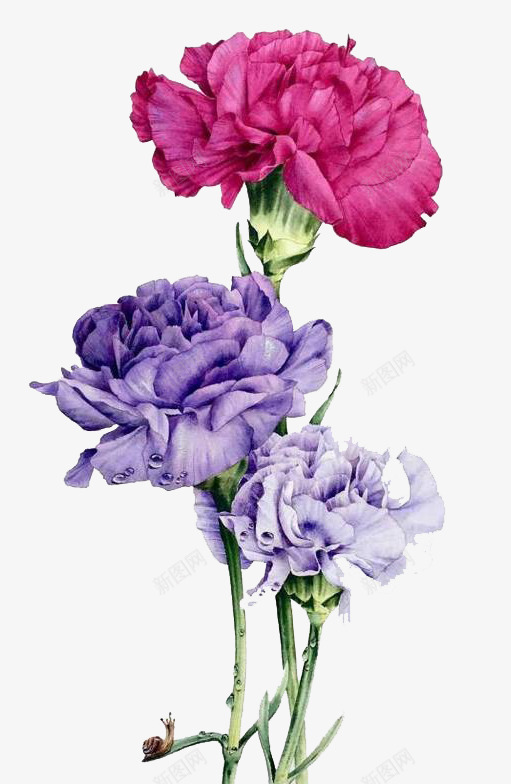 紫色鲜花png免抠素材_88icon https://88icon.com 卡通 彩色 手绘 水彩 秋天 紫色 绿叶 装饰 鲜花