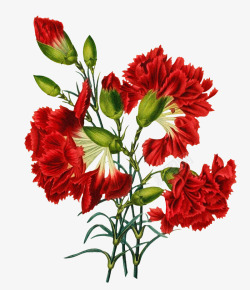 创意合成立绘红色的花卉植物效果素材