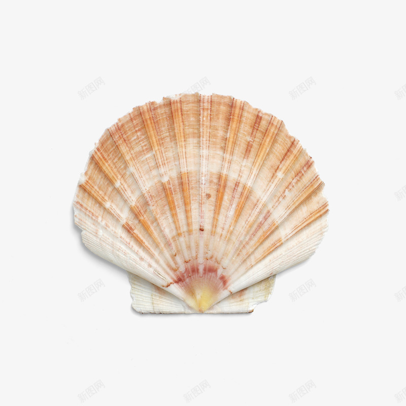 产品实物白色海贝png免抠素材_88icon https://88icon.com 实物海贝 小饰品 海产品 海贝 白色贝壳 装饰物