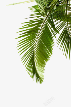 矢量椰树叶子透明椰树叶子高清图片