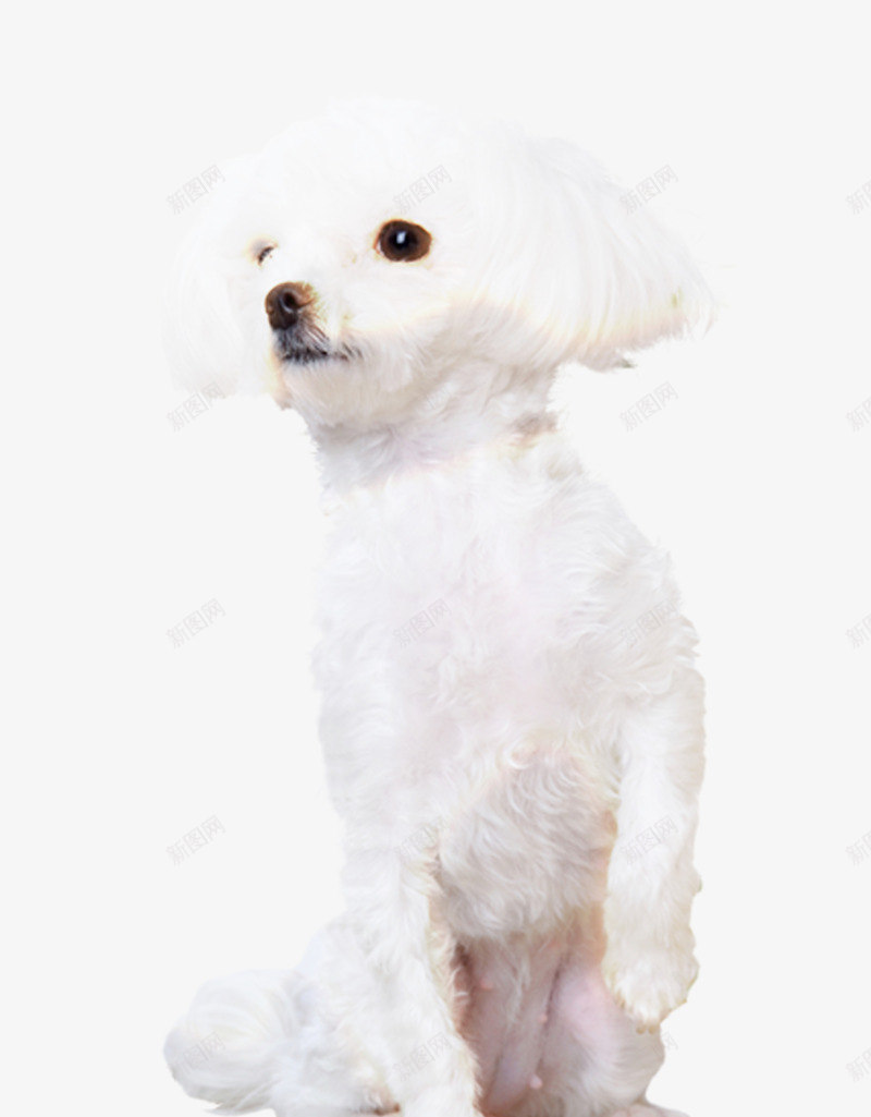 白色贵宾犬png免抠素材_88icon https://88icon.com 可爱小狗 宠物狗 白色小狗 白色贵宾犬 贵宾犬