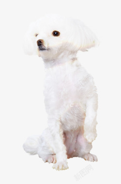 可爱贵宾犬白色贵宾犬高清图片