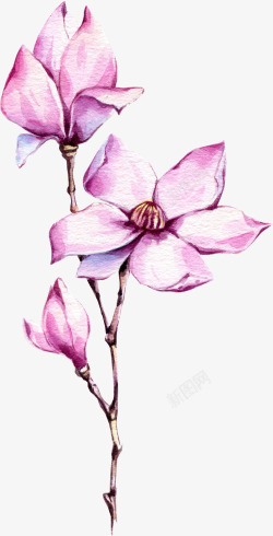 紫色玉兰手绘紫色玉兰花装饰高清图片
