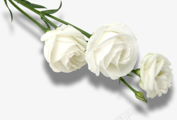 三朵白色纯洁玫瑰素材