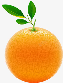 橙子新鲜香橙橘子矢量图素材