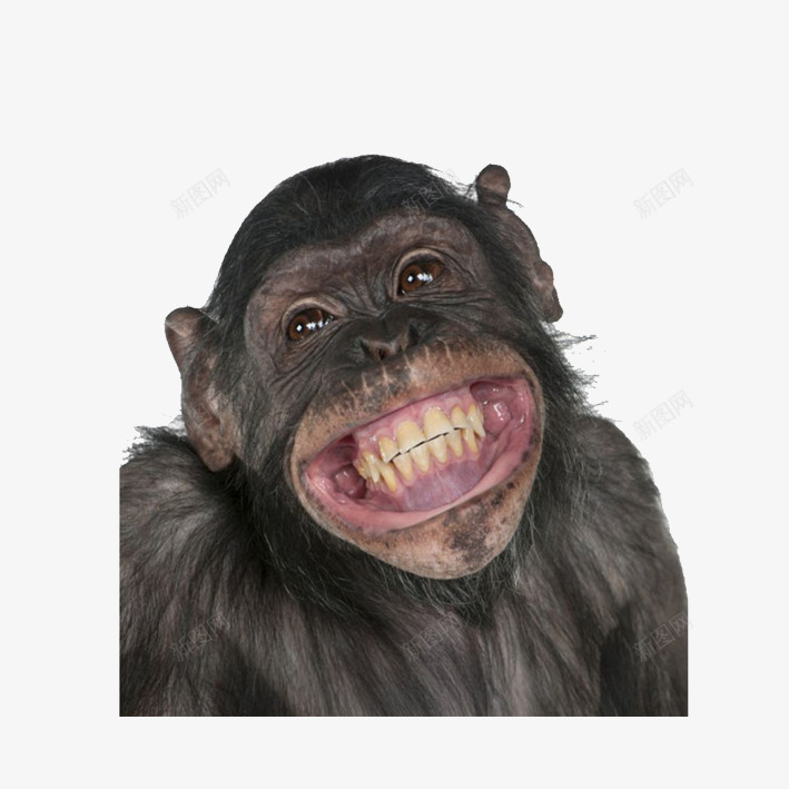 窃喜的大猩猩png免抠素材_88icon https://88icon.com 动物园 大猩猩 嬉皮笑脸 激动 窃喜 露牙 高兴 黑猴子