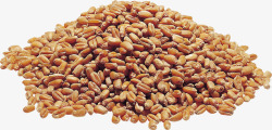 小麦高粱实物素材