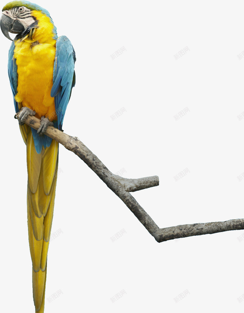 漂亮站树枝上的彩色鹦鹉png免抠素材_88icon https://88icon.com 平面鹦鹉素材 彩色的鹦鹉 树枝上的鹦鹉 漂亮的鸟类