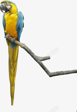平面鹦鹉素材漂亮站树枝上的彩色鹦鹉高清图片
