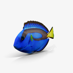 太平洋鱼蓝底黑色花纹鱼高清图片
