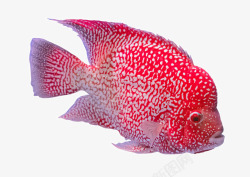 漂亮小鱼美丽的热带鱼高清图片