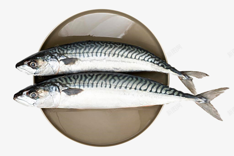 海产品鲭鱼png免抠素材_88icon https://88icon.com 水产 海洋生物 食品 鱼 鲭鱼