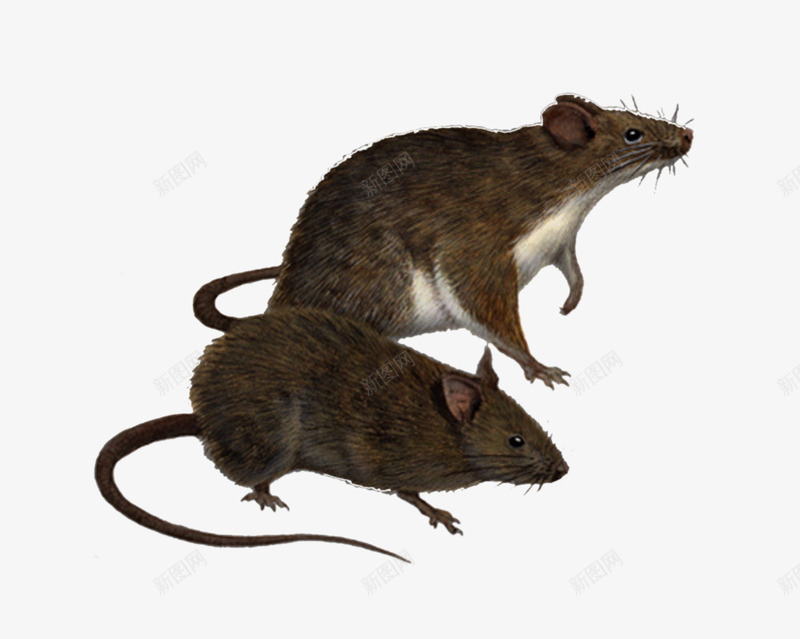 两只老鼠透明背景png免抠素材_88icon https://88icon.com png素材 两只老鼠 免扣透明背景
