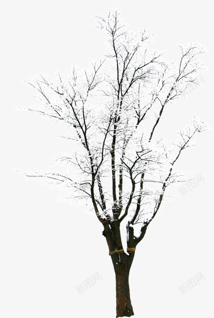 摄影创意合成冬天的树木png免抠素材_88icon https://88icon.com 冬天 冬天树木 创意摄影 合成 树木