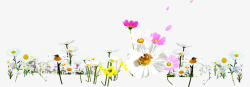 春季白粉色环保雏菊装饰素材