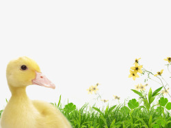 小黄鸭坐在草地上素材