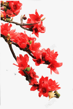 红色的树木热烈的鲜花高清图片