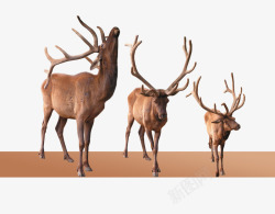 棕色鹿耳三只鹿高清图片