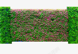 绿植墙利用植物来砌墙高清图片