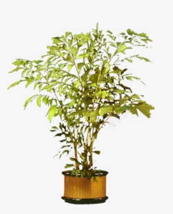 盆景世界盆栽植物高清图片