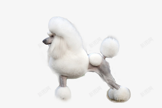 贵宾png免抠素材_88icon https://88icon.com 动物 大型贵宾 宠物 小狗 犬 狗 狗狗 萌宠