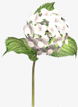 卡通手绘花朵植物白色小碎花素材