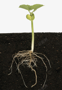 关爱环境土里的小菜苗高清图片