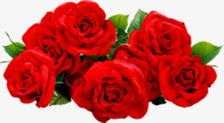 鲜艳花朵鲜艳玫瑰花朵高清图片