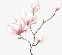 洁白粉红玉兰花PNG图片手绘合成粉红色的玉兰花高清图片