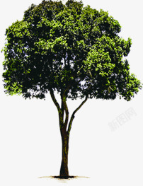 大树主题花园洋房素材